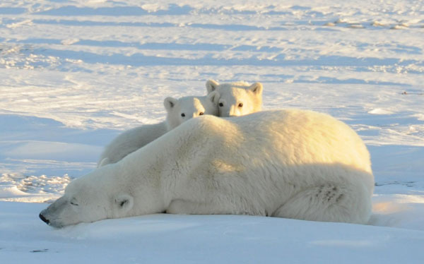 More polar bear cubs die as Arctic ice melts