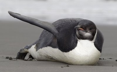Wayward NZ penguin has 120,000 fans