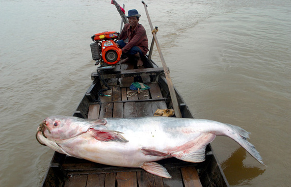 How big can giant fish grow exactly?