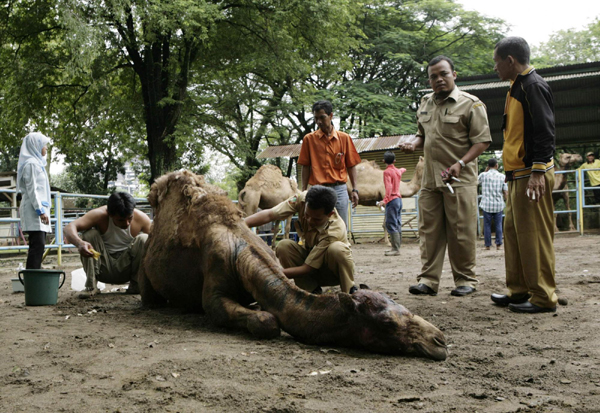 Lion escapes from cage, kill camel in Java
