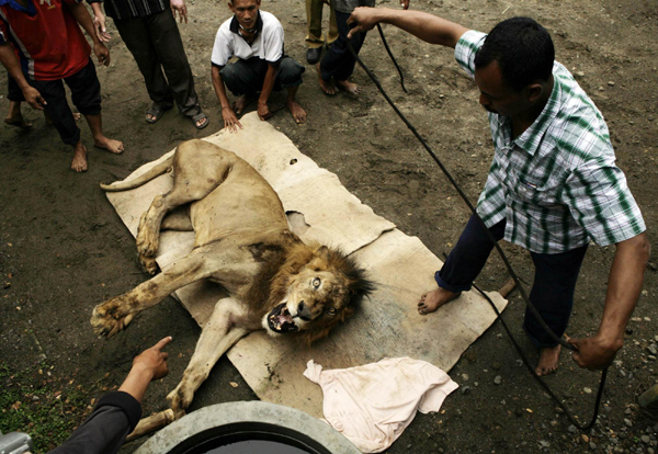 Lion escapes from cage, kill camel in Java
