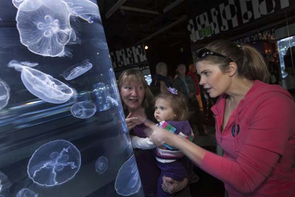 Jellies exhibit at US aquarium