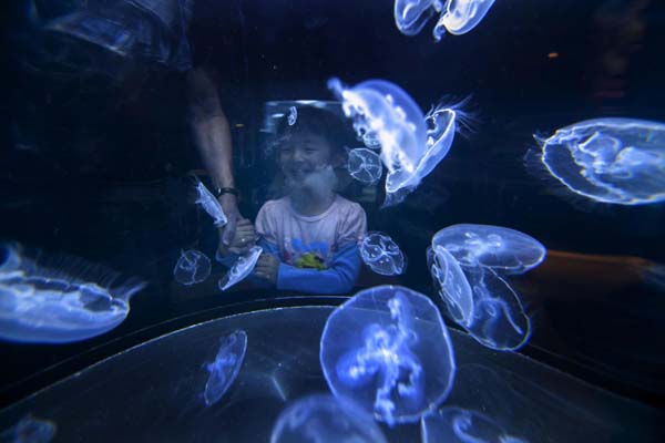 Jellies exhibit at US aquarium