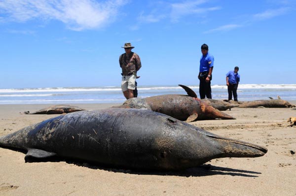 800 dolphins die at Peruvian shore