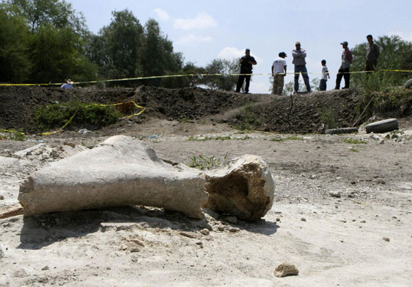 Tusk of mammoth may be found in Mexico