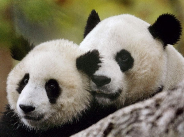 Panda cub born at Washington zoo dies