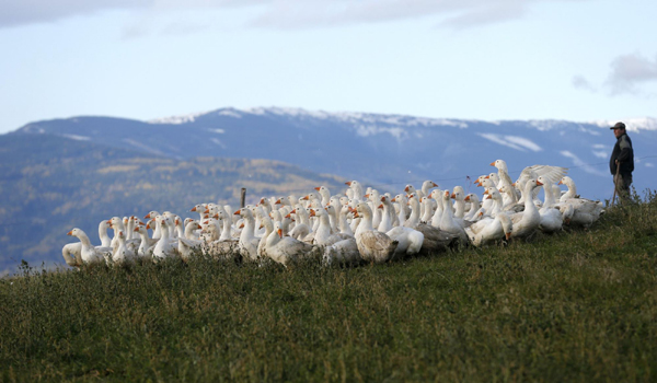 Geese ready for feast Martini