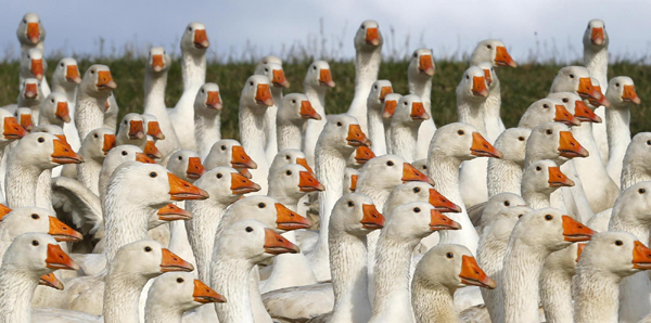 Geese ready for feast Martini