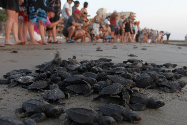 Turtle hatchlings released to sea