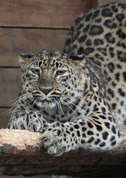 Protection zone established in bid to save rare leopard