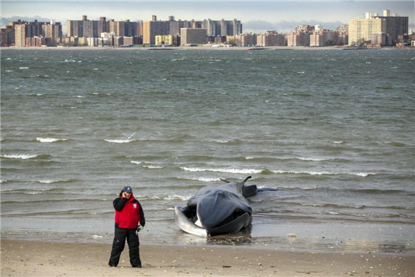 Stranded whale dies on NY beach