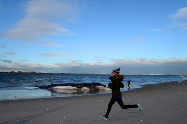 Stranded whale dies on NY beach