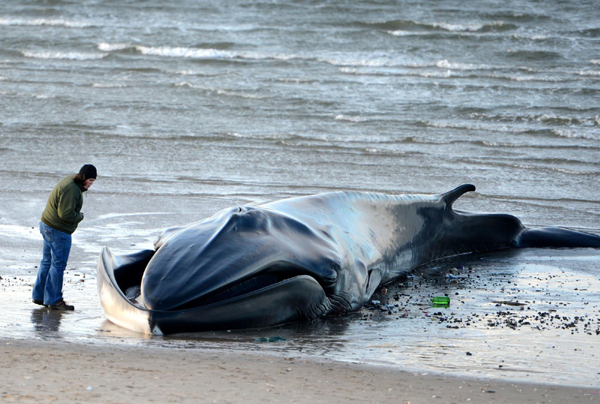 Stranded whale dies on NY beach