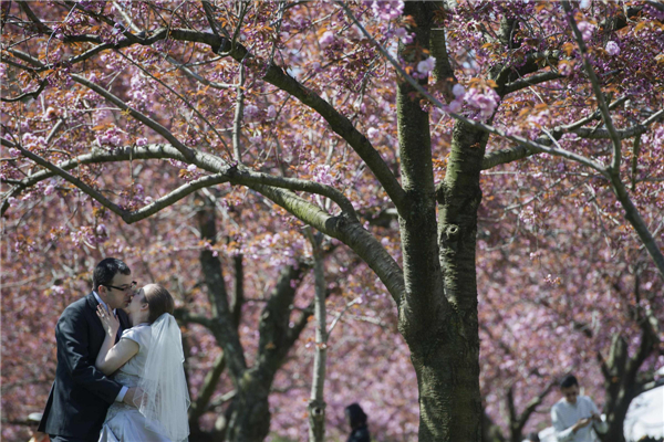 Sakura Matsuri Festival held in NY