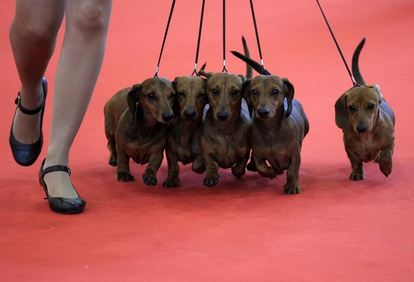 World Dog Show in Hungary