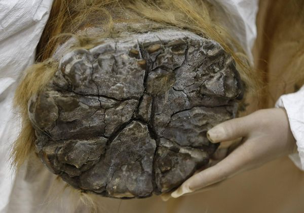 39,000-year-old mammoth found frozen in Siberia