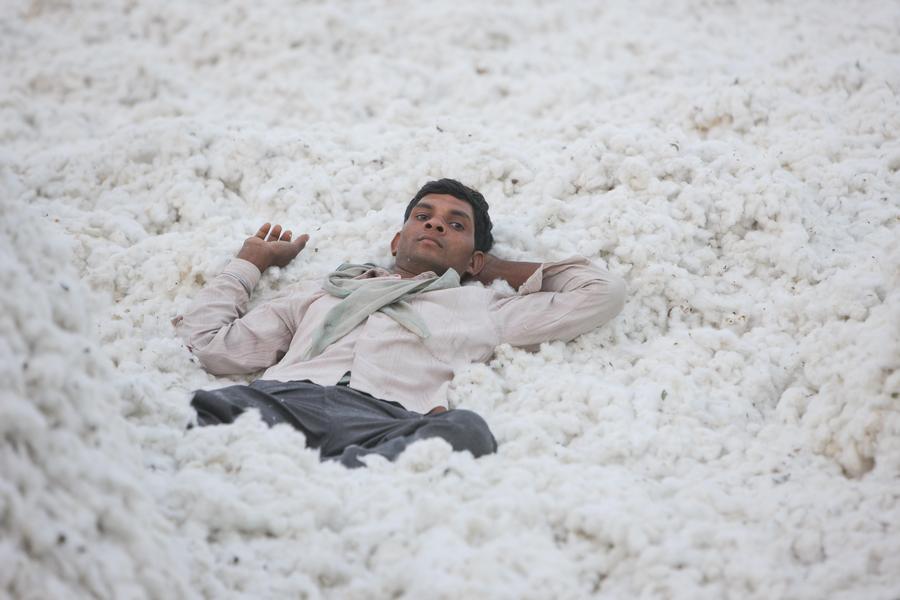 Cotton harvest in India