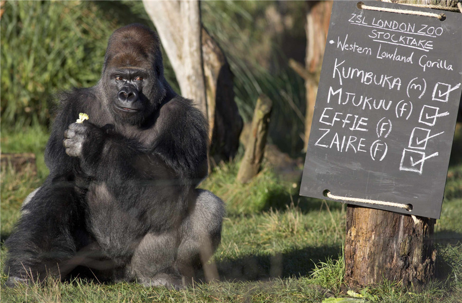 Animal stocktake at UK zoos