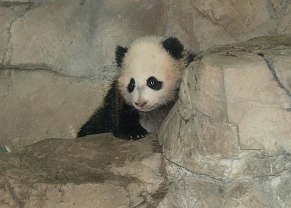 Panda in Washington to make her debut