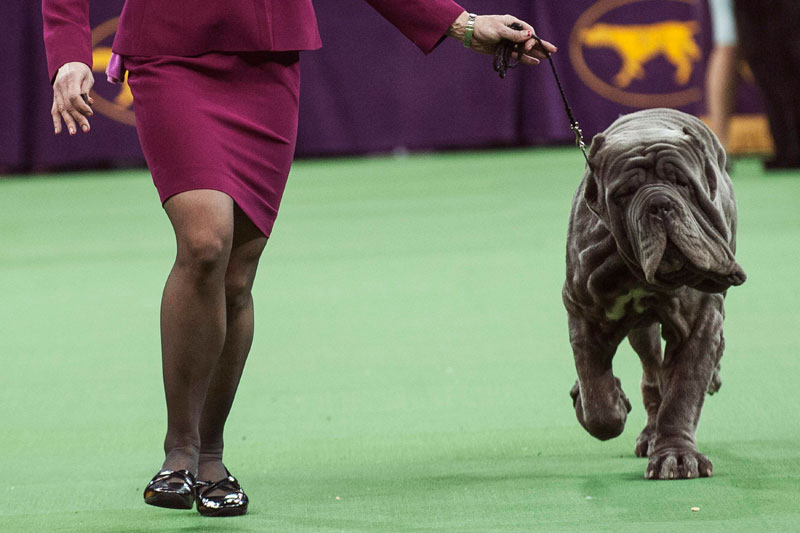 Wire fox terrier wins Westminster dog show