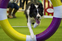 Wire fox terrier wins Westminster dog show