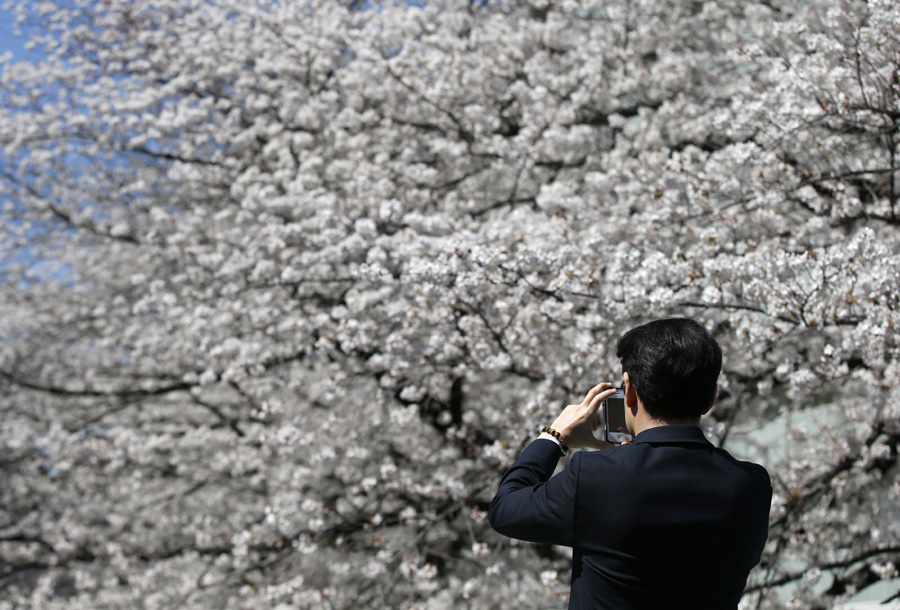 Cherry blossoms in full bloom in Tokyo