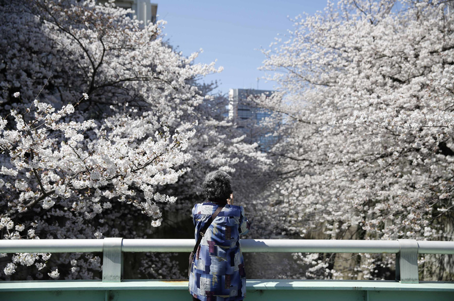 Cherry blossoms in full bloom in Tokyo