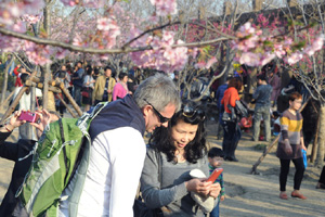 Cherry blossoms in full bloom in Tokyo