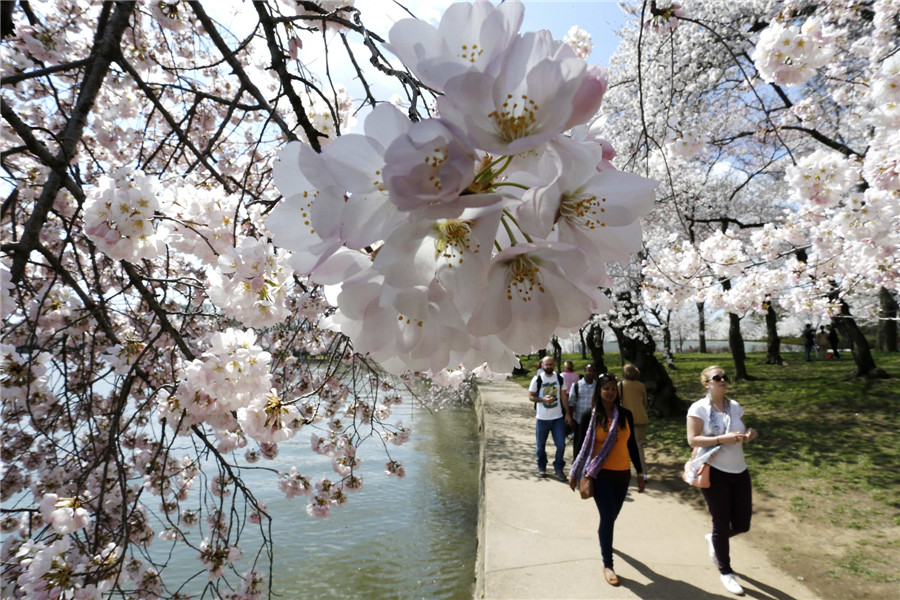 People enjoy cherry blossoms in Washington