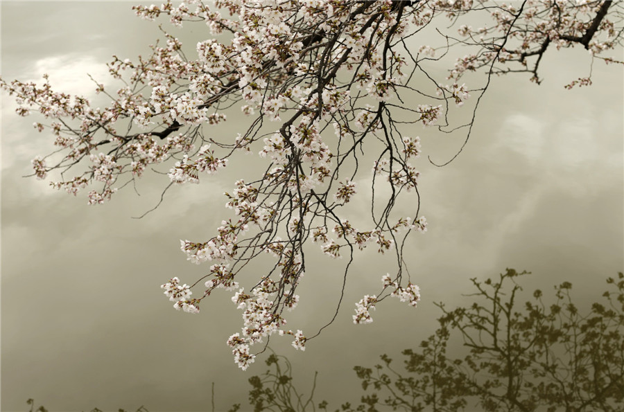 People enjoy cherry blossoms in Washington