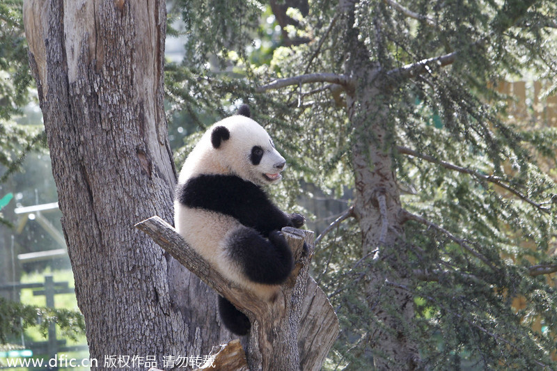 Panda Xing Bao on official presentation at Madrid Zoo