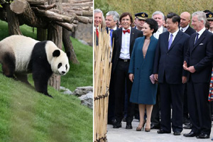 Panda Xing Bao on official presentation at Madrid Zoo