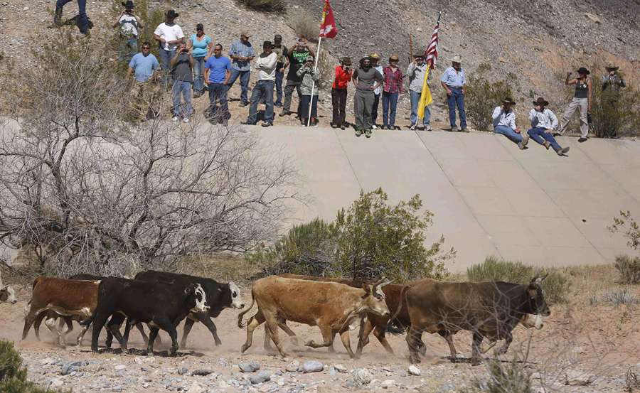 Rancher's son: Force was necessary to stop cattle seizure