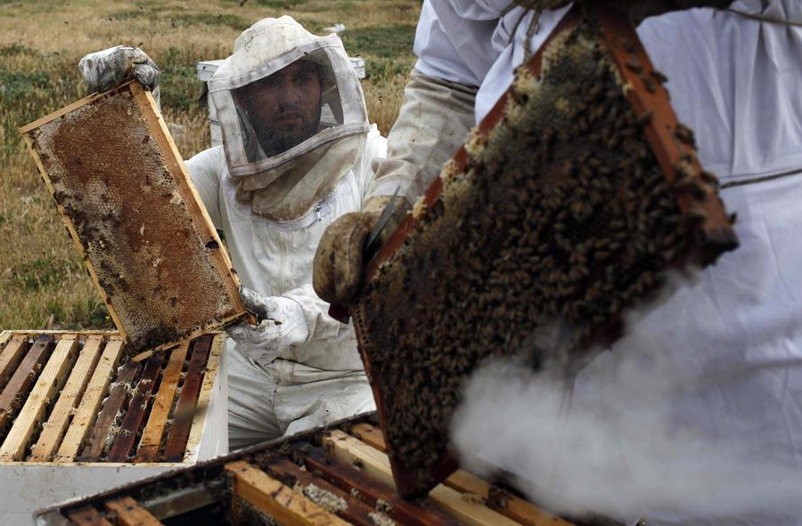 Palestinian beekeepers harvest honey in Gaza Strip