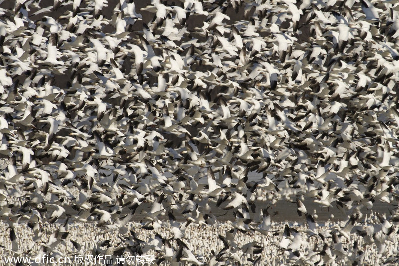 Geese and swans in migration