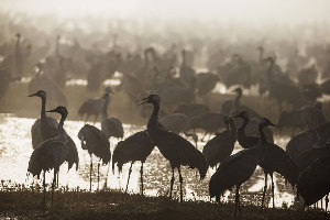 Geese and swans in migration