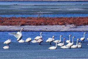 Geese and swans in migration