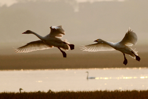 Geese and swans in migration