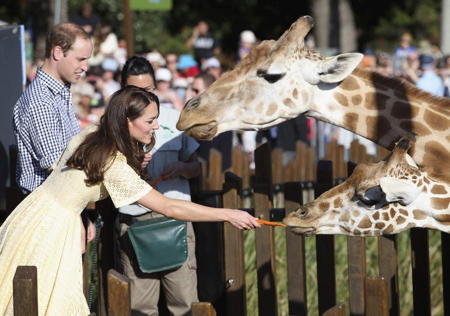 William, Kate and George tour Sydney's Taronga Zoo