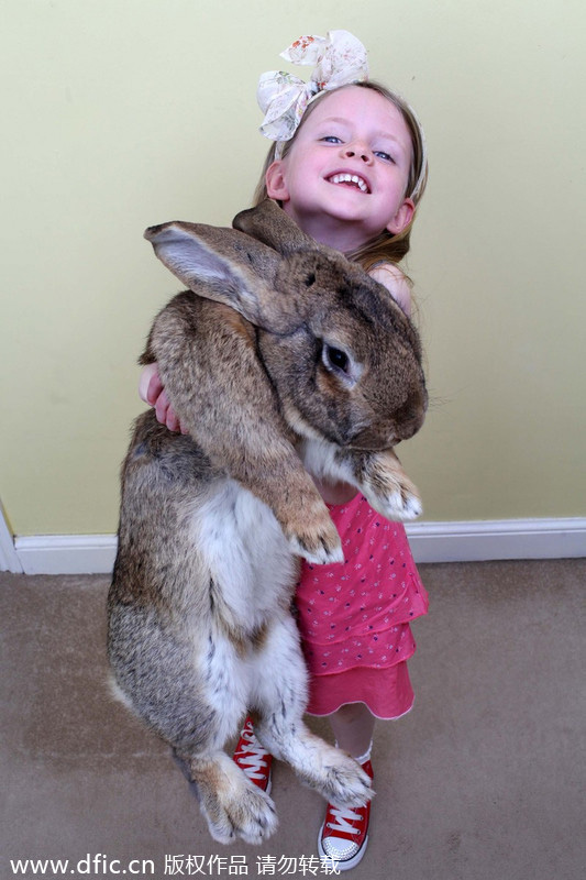 Biggest rabbit in the world