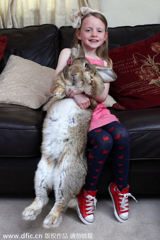 Biggest rabbit in the world