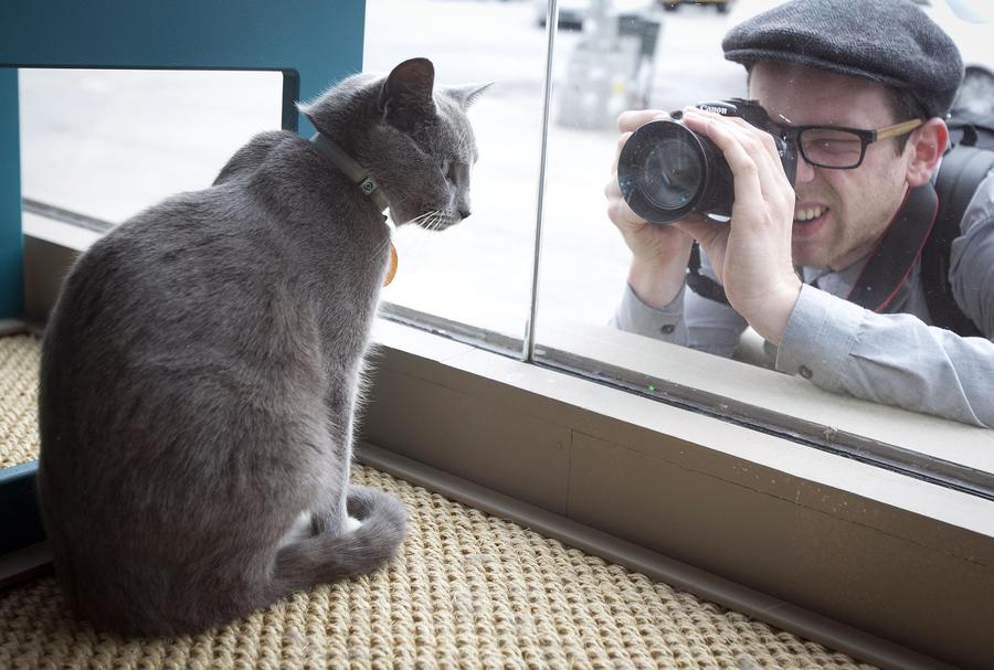 Pop-up cat cafe opens in New York