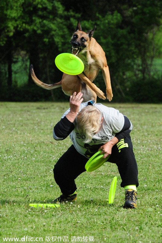 Flying disks go to dogs