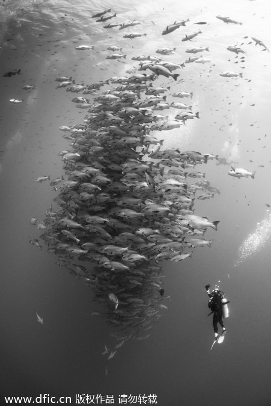 Underwater photo contest captures beauty of the deep