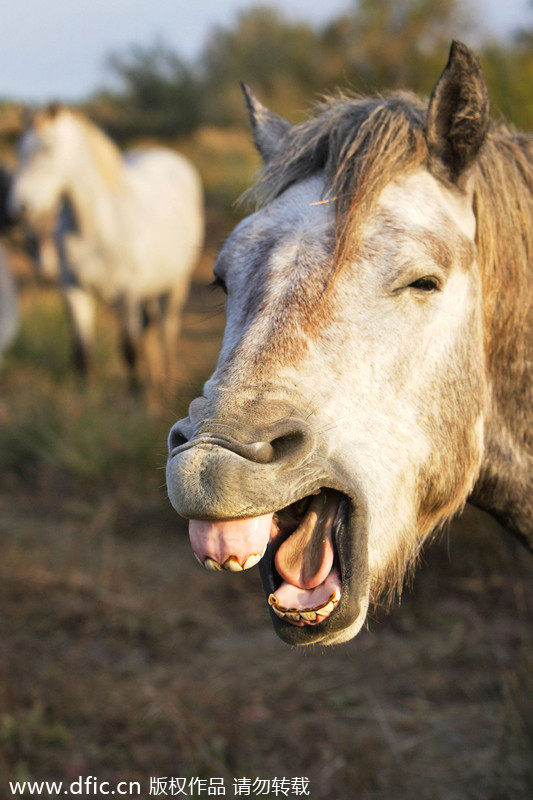 World Smile Day special: Grinning animals