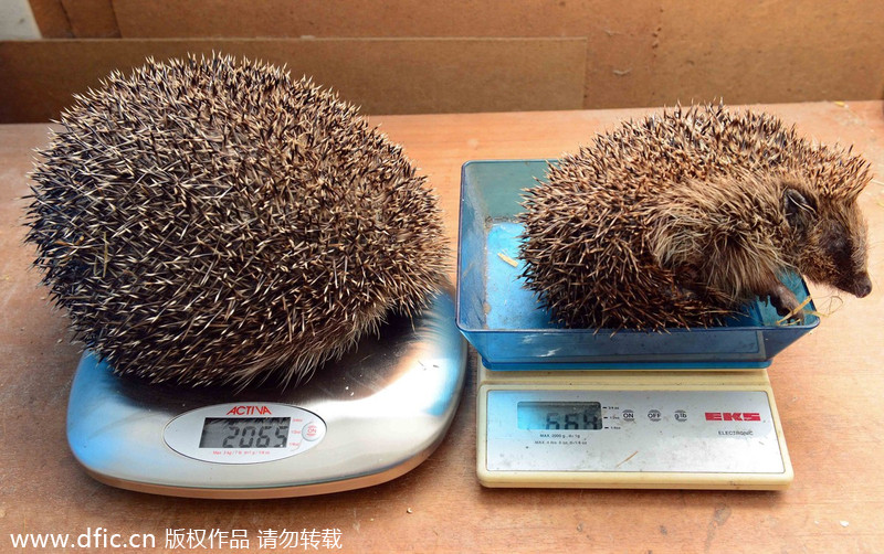 Scotland's fattest hedgehog refuses to go back to nature