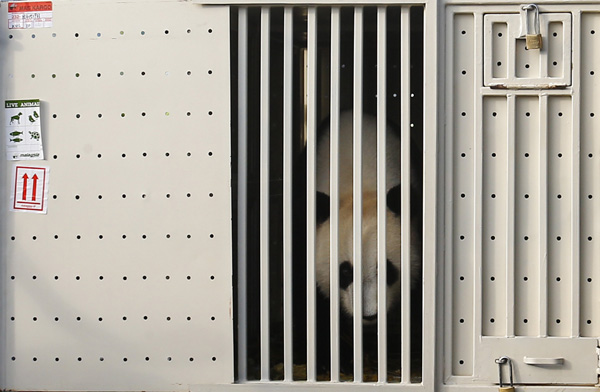 China's giant pandas arrive in Malaysia