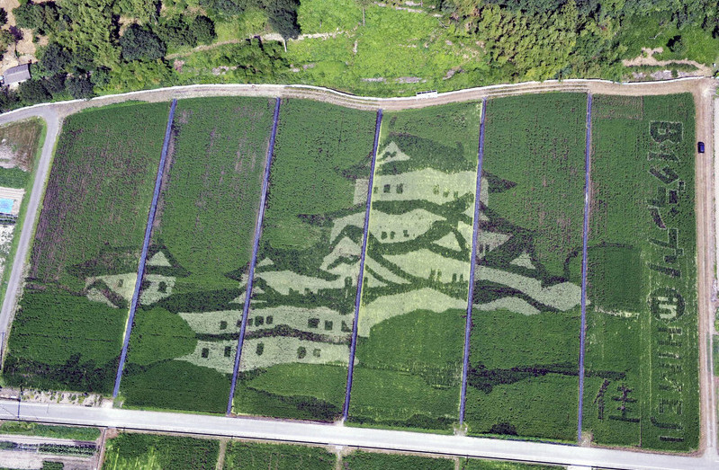 Draw on the paddy fields