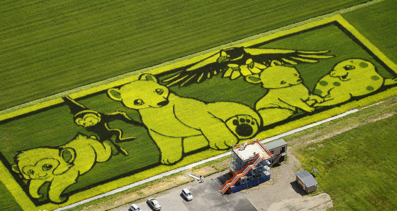 Draw on the paddy fields