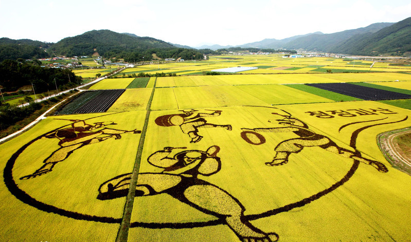 Draw on the paddy fields